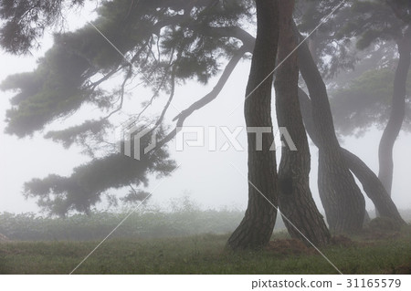 Pine trees, Lim-ri, Boeun-gun, Chungbuk 31165579
