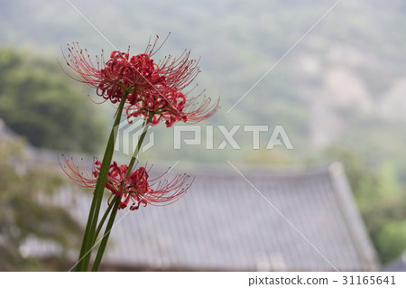 Flower pots, Seununsa, Sununsan, Gochang-gun, Jeonbuk 31165641