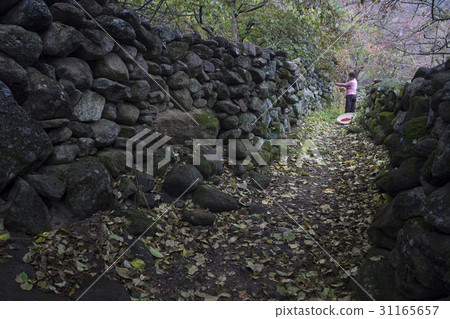 Stone wall, Shandong, Gurye-gun, Jeonnam 31165657