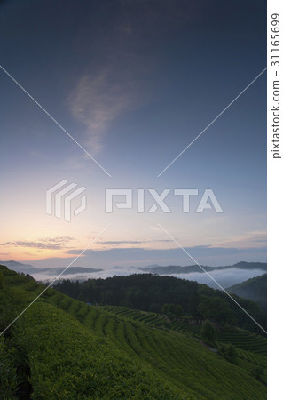 Dae-won, green tea field, Boseong-gun, Jeonnam 31165699