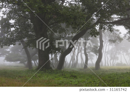 Pine trees, Lim-ri, Boeun-gun, Chungbuk 31165742