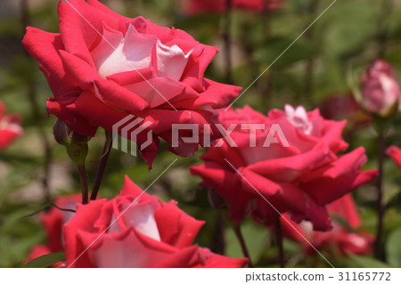 Love (Varieties of Roses) Love (Varieties of Roses) 31165772