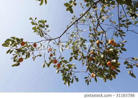 Persimmon Persimmon 31165786