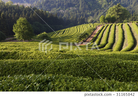 Dae-won, green tea field, Boseong-gun, Jeonnam 31165842