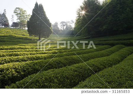 Dae-won, green tea field, Boseong-gun, Jeonnam 31165853
