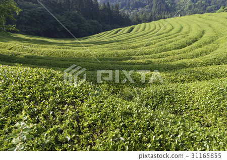 Dae-won, green tea field, Boseong-gun, Jeonnam 31165855