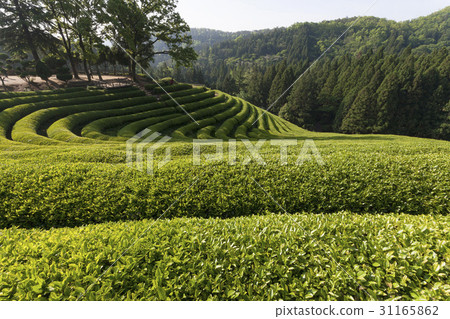 Dae-won, green tea field, Boseong-gun, Jeonnam 31165862