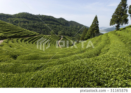 Bot Jadawan, green tea field, Boseong-gun, Jeonnam 31165876