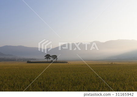 Paddy, pine, pyeongsari, gyangyangmyeon, Hadong-gun, Gyeongnam 31165942