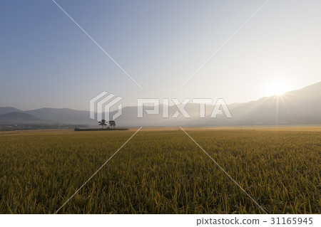 Paddy, pine, pyeongsari, gyangyangmyeon, Hadong-gun, Gyeongnam 31165945
