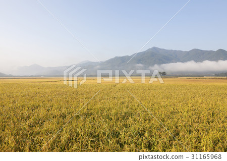 Paddy, pine, pyeongsari, gyangyangmyeon, Hadong-gun, Gyeongnam Paddy, pine, pyeongsari, gyangyangmyeon, Hadong-gun, Gyeongnam 31165968