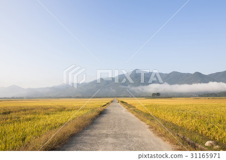 Paddy, pine, pyeongsari, gyangyangmyeon, Hadong-gun, Gyeongnam Paddy, pine, pyeongsari, gyangyangmyeon, Hadong-gun, Gyeongnam 31165971
