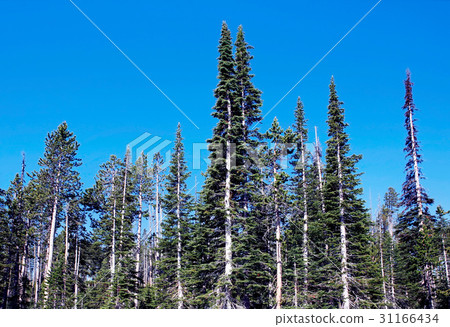 Yellowstone National Park, Wyoming, United States Yellowstone National Park, Wyoming, United States 31166434