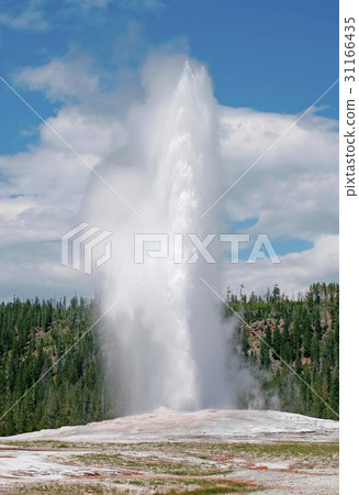 Yellowstone National Park, Wyoming, United States 31166435