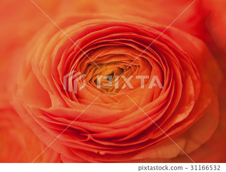 rose rose 31166532