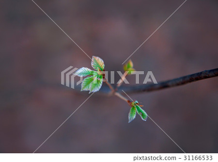 bud bud 31166533