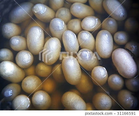 silkworm 31166591