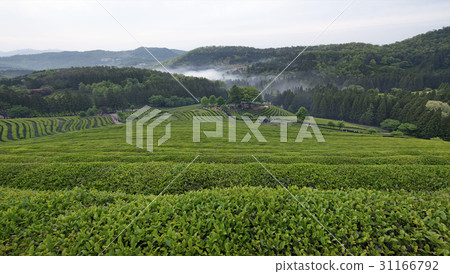 全南市寶城郡大邱綠茶場 全南市寶城郡大邱綠茶場 31166792