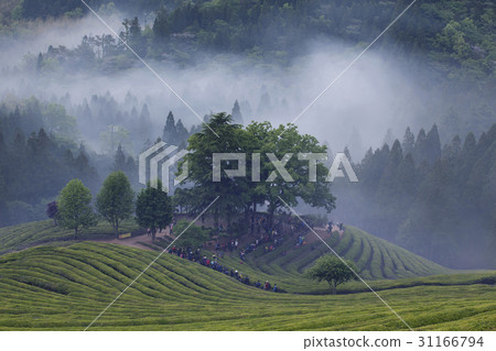 Dae-won, green tea field, Boseong-gun, Jeonnam 31166794
