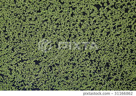 Duckweed, Geokgi, Siheung, Gyeonggi-do Duckweed, Geokgi, Siheung, Gyeonggi-do 31166862