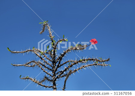 Cactus flower 31167056