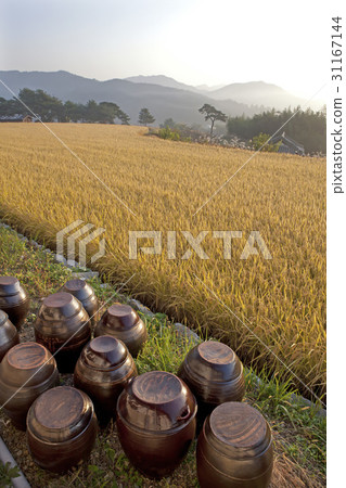 Paddy field, Changdok, Hamyang-gun, Gyeongnam 31167144