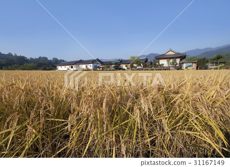 Rice, Hamyang-gun, Gyeongnam Rice, Hamyang-gun, Gyeongnam 31167149