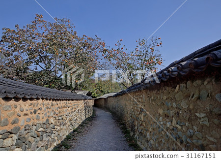 Persimmon, Namsa Jedamchon, Sancheong-gun, Gyeongnam 31167151