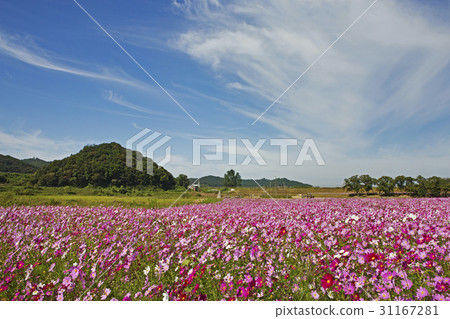 Cosmos, Yulgok Wetland Park, Paju City, Gyeonggi-do 31167281