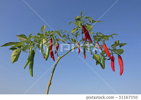 pepper pepper 31167350