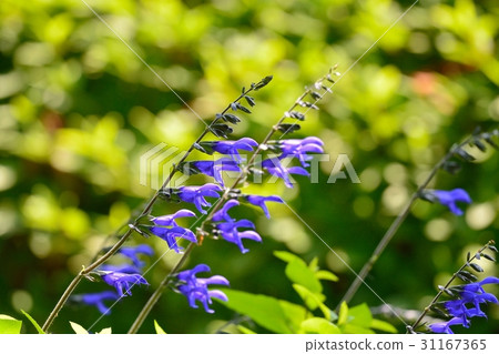 Gala Tika Sage / Medosage 31167365