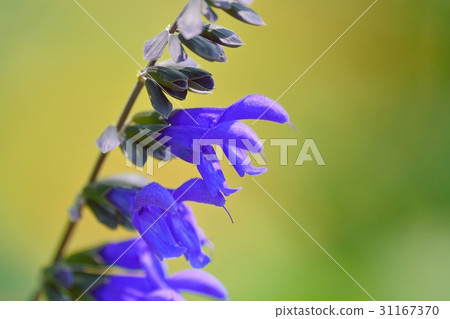 Gala Tika Sage / Medosage Gala Tika Sage / Medosage 31167370