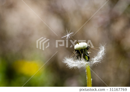 蒲公英 蒲公英 31167769