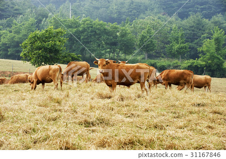 So, Hampyeong-gun, Jeonnam 31167846