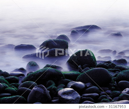 Mushroom, Yeosu, Jeonnam 31167953