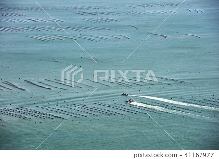 Farm, Haenam-gun, Jeonnam 31167977