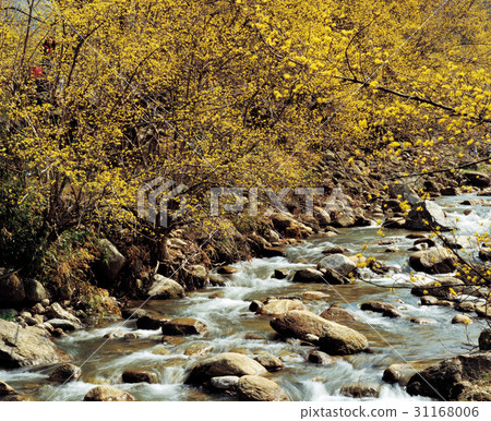 Mountain oil, Shandong, Gurye-gun, Jeonnam 31168006