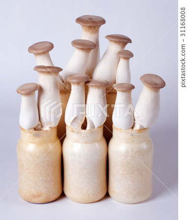 蘑菇蘑菇 31168008