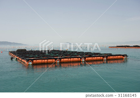 Abalone farm, Cheongsan-do, Wando-gun, Jeonnam Abalone farm, Cheongsan-do, Wando-gun, Jeonnam 31168145