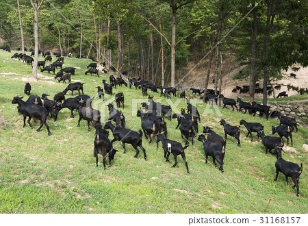 Black Goat, Hwasun Gun, Jeonnam Black Goat, Hwasun Gun, Jeonnam 31168157