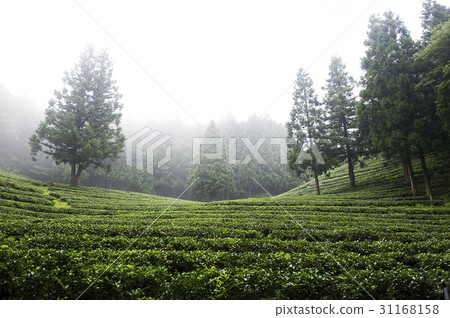 Dae-won, green tea field, Boseong-gun, Jeonnam Dae-won, green tea field, Boseong-gun, Jeonnam 31168158