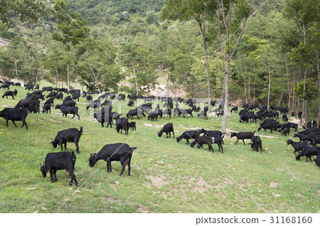 Black Goat, Hwasun Gun, Jeonnam 31168160