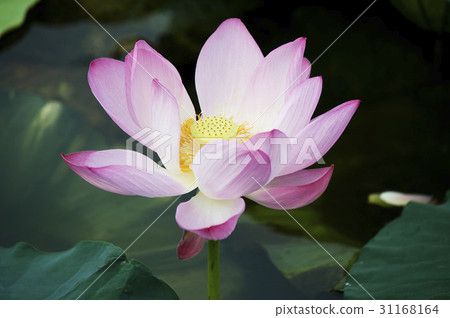 蓮花 31168164
