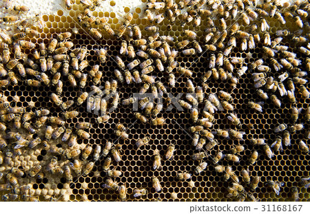 Bee, honeycomb 31168167