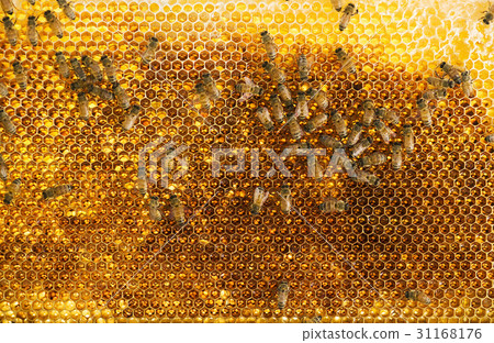 Bee, honeycomb 31168176