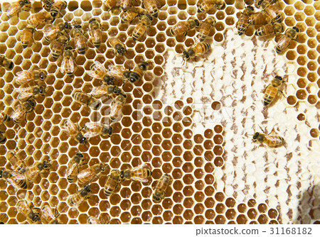 Bee, honeycomb Bee, honeycomb 31168182