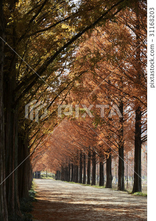 Metamquire，Damyang-gun，Jeonnam 31168203