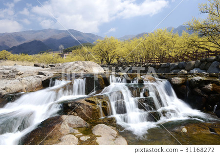 Mountain oil, Shandong, Gurye-gun, Jeonnam 31168272