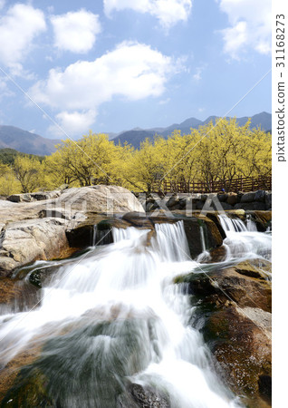 Mountain oil, Shandong, Gurye-gun, Jeonnam 31168273