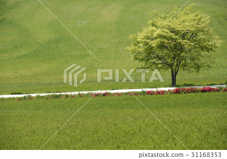Blue barley field, academy farm, Gochang-gun, Jeonbuk Blue barley field, academy farm, Gochang-gun, Jeonbuk 31168353